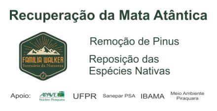 RRetirada de espécie Pinus e reposição das espécies nativas Santuario da Natureza Família Walker - Walker Family Nature Sanctuary Piraquara, PR, Brazil