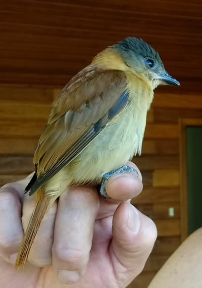Walker Family Nature Sanctuary Piraquara Brazil