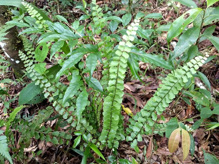 Samambaias e outras flohagens nativas da regi&atilde;o entorno do Santu&aacute;rio da Natureza Fam&iacute;lia Walker