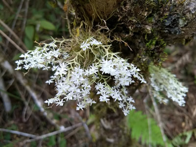 Walker Family Nature Sanctuary Piraquara Brazil