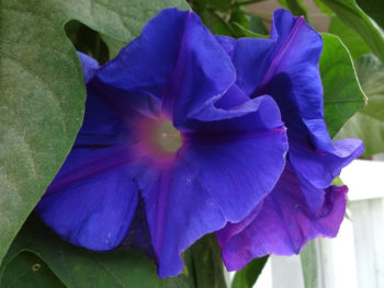 Morning glory at SWlker family nature Sanctuary