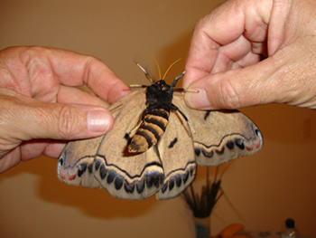 Giant Moth Gently Handled Walker Family Nature Sanctuary